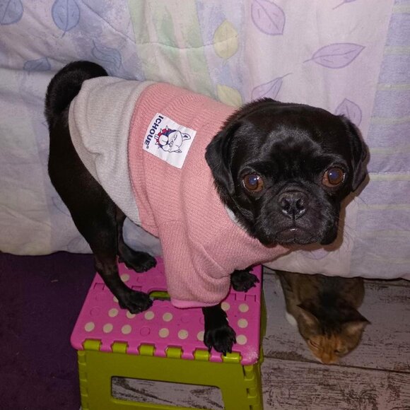 ICHOUE Robust Short Dog Sweater Frenchie Pug Bulldog Pink Cotton Ribbed Clothing - Picture 1 of 7